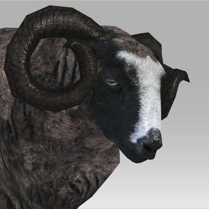 Ram