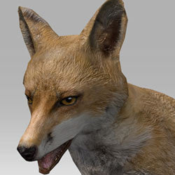 Red Fox