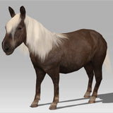 <transcy>Shetland Pony «Amber»</transcy>