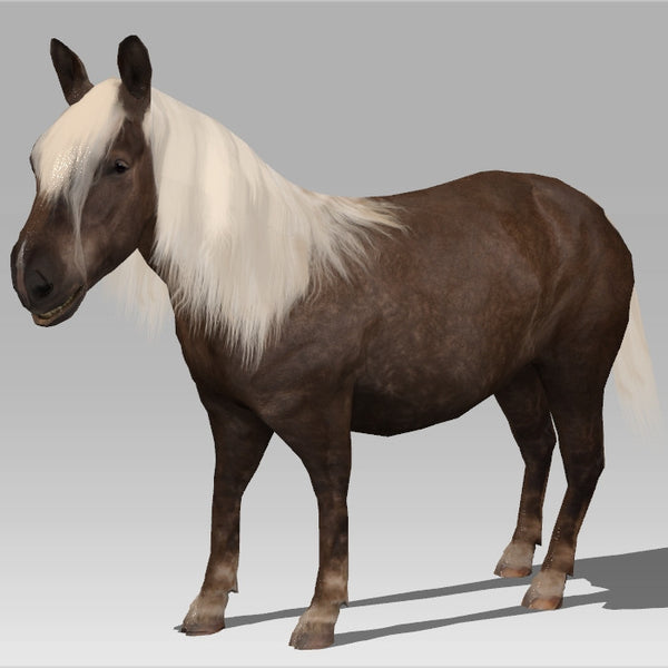 Shetland Pony 'Amber'