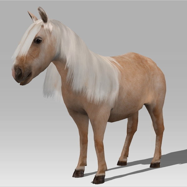 Shetland Pony 'Dinky'