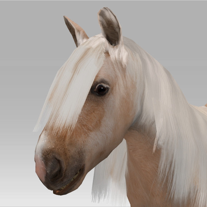Shetland Pony 'Dinky'