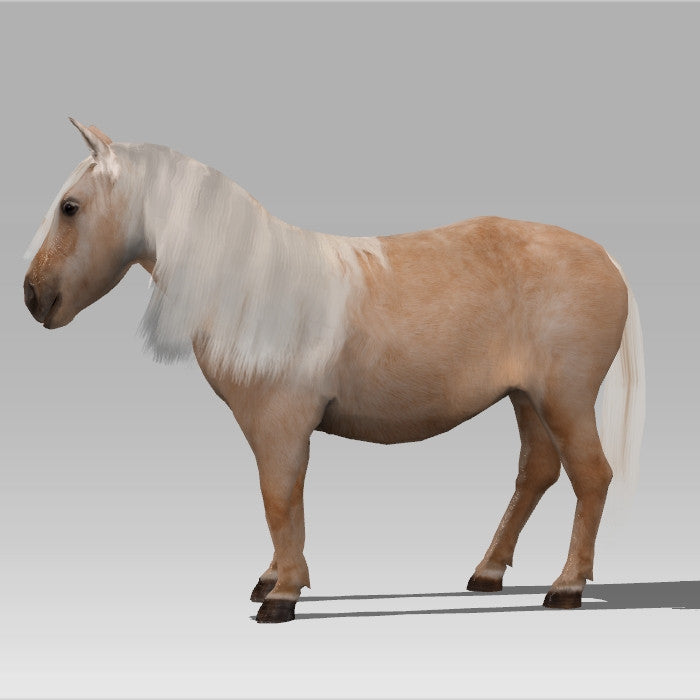 Shetland Pony 'Dinky'