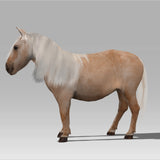 <transcy>Shetland Pony «Dinky»</transcy>