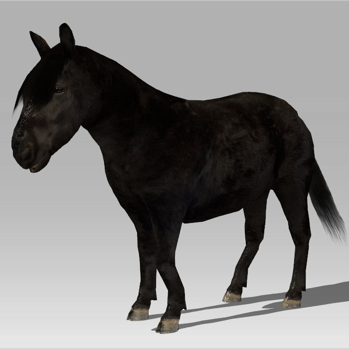 Shetland Pony 'Zeta'
