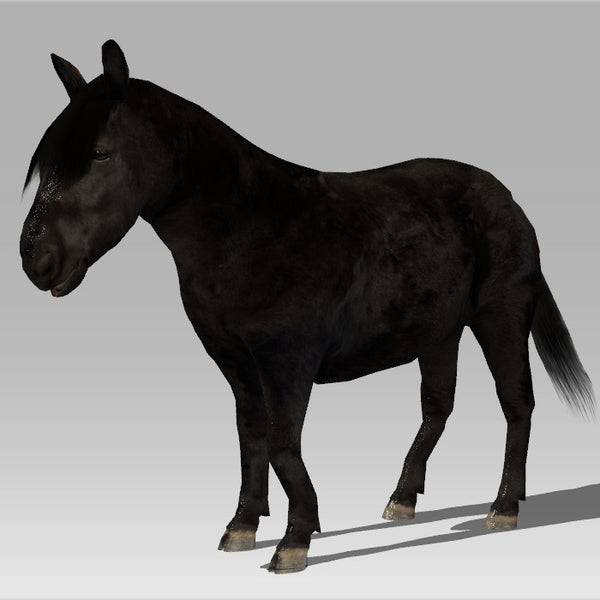 Shetland Pony 'Zeta'