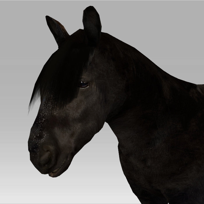 Shetland Pony 'Zeta'