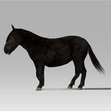 Shetland Pony 'Zeta'