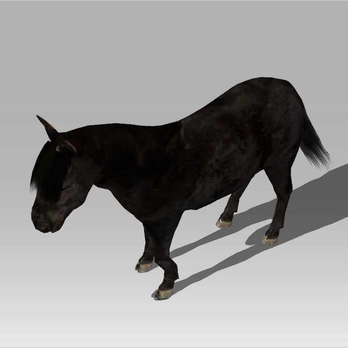 Shetland Pony 'Zeta'