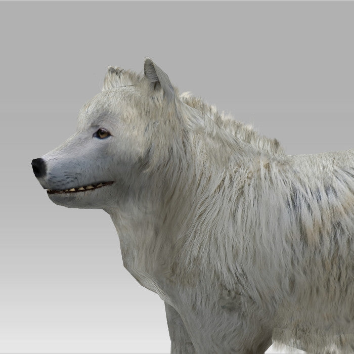Snow Wolf