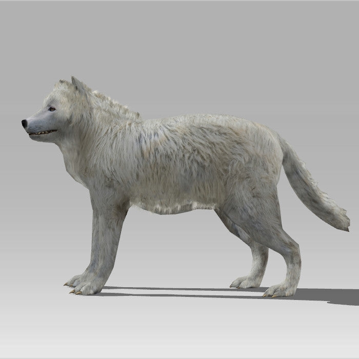Snow Wolf