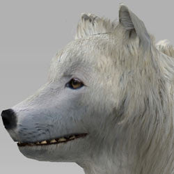Snow Wolf