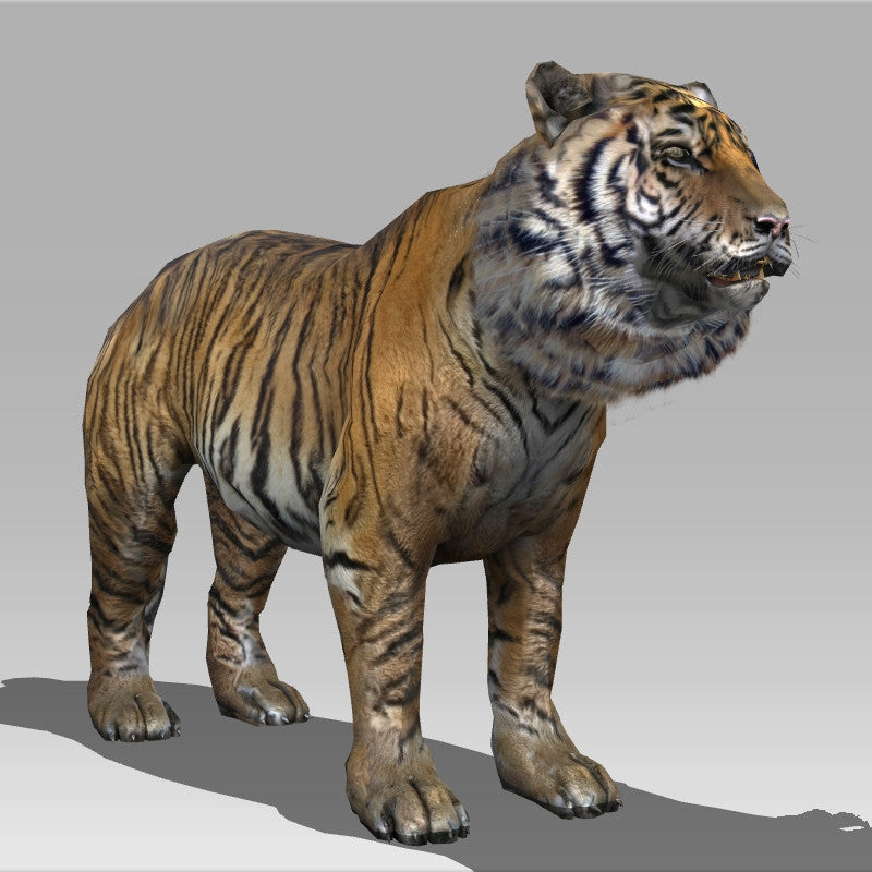 Siberian Tiger