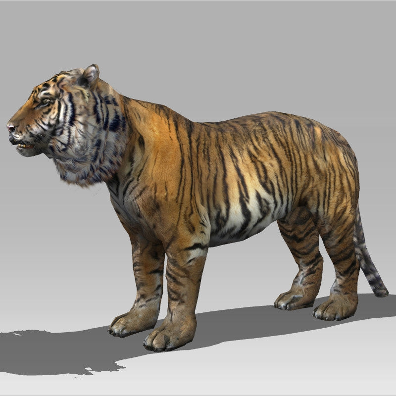 Siberian Tiger