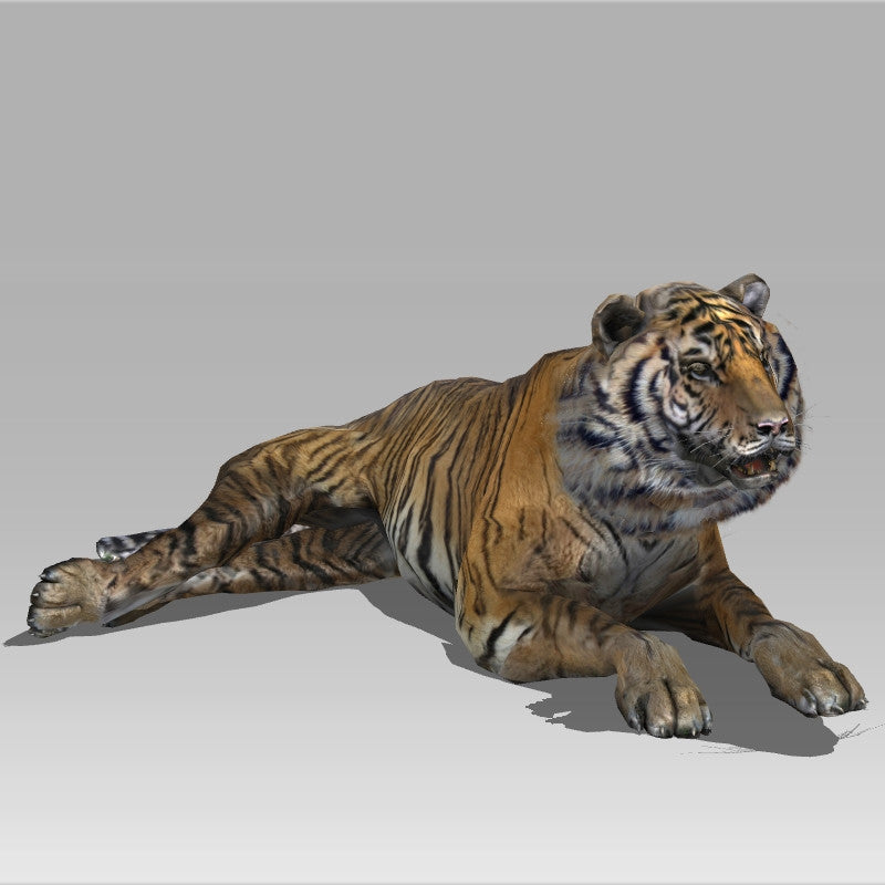 Siberian Tiger