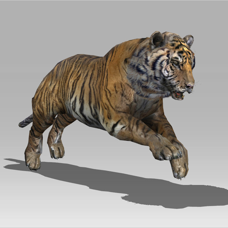 Siberian Tiger