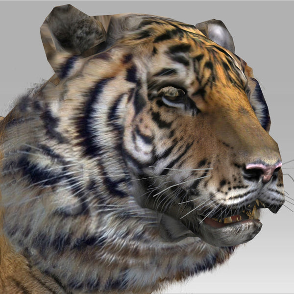 Siberian Tiger
