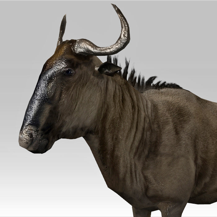 Wildebeest