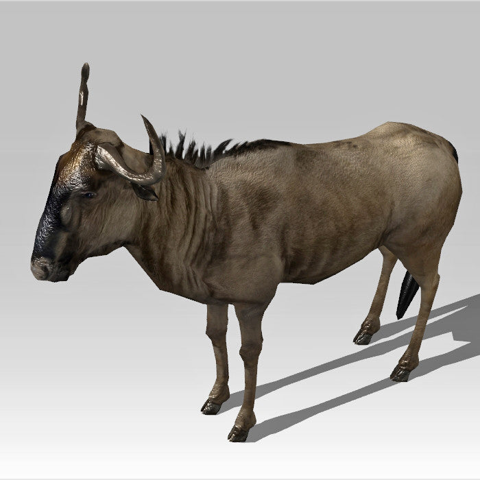 Wildebeest