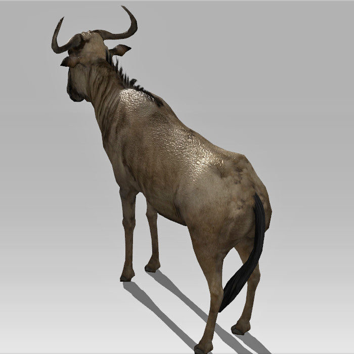 Wildebeest