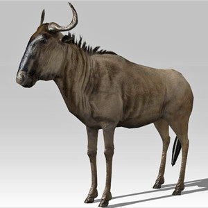 Wildebeest