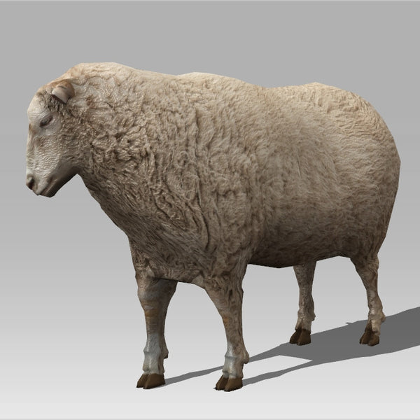Wooly Sheep