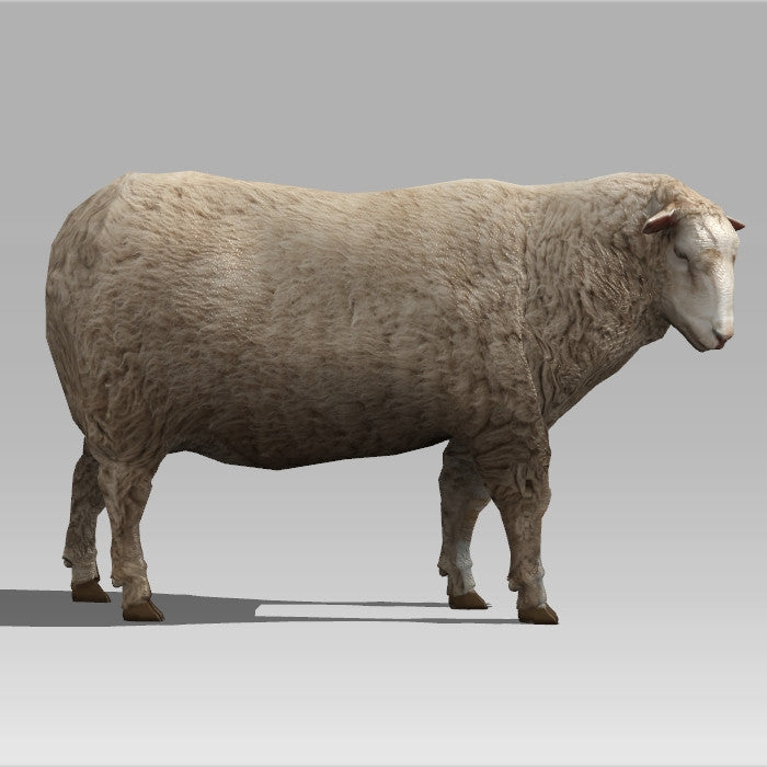 Wooly Sheep