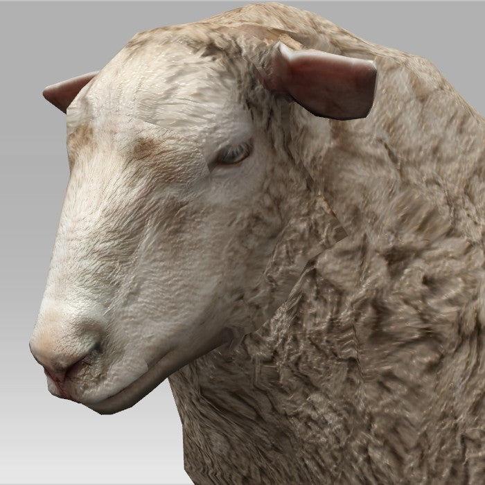 Wooly Sheep