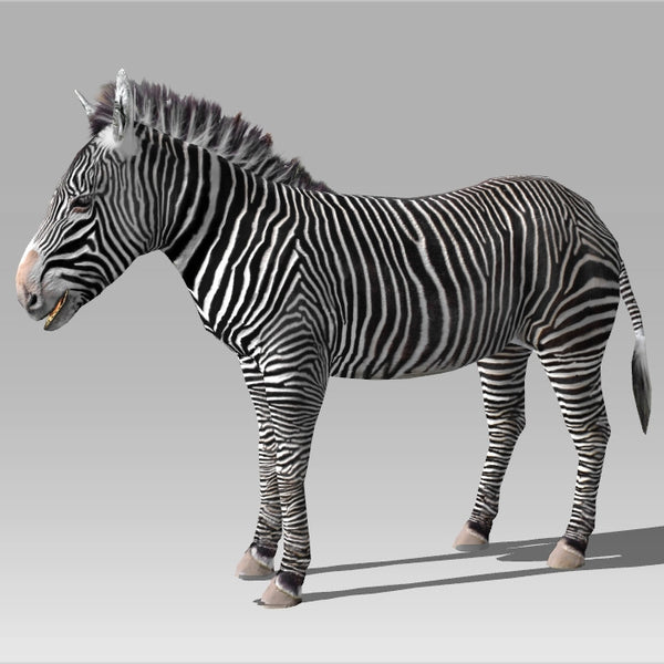 Zebra